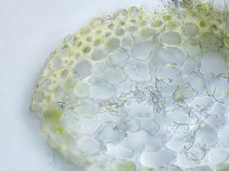 Scorpidium revolvens